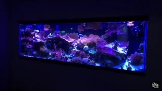 How to convert a freshwater fish tank to a saltwater coral reef fish tank [upl. by Aleece]