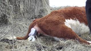 Hereford Cow Calving [upl. by Butterworth482]