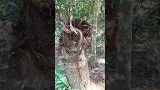 The snake was in the hole of the coconut tree Habib Bhai rescued the snake Part 7 rescue [upl. by Malinowski]