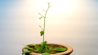 Time Lapse of Arabidopsis thaliana growing from seed [upl. by Pulchi682]