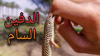 سحلية الدفانة تقدر تقتلك في 30 ثانية ؟؟ [upl. by Yelekreb981]