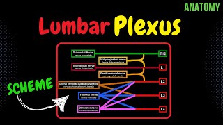 Lumbar plexus Scheme  QUIZ  Anatomy [upl. by Semela88]