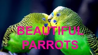 Beautiful Parrot Species [upl. by Kingsley]