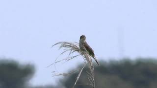 コヨシキリ雄Black browed Reed Warbler [upl. by Zedecrem]