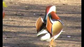 Mandarin Duckwmv [upl. by Ihn]