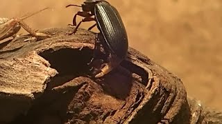 Mealworm Beetle Oviposition laying eggs Tenebrio molitor  Mehlkäfer legt Eier [upl. by Aleek549]