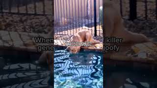 1 Killer 99 Goofy trendingshortsytytshortsnewgoldenretrieverdogvideonewfeedreelanimals [upl. by Desdee128]