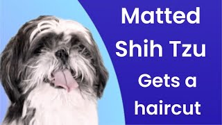 MATTED SHIH TZU gets an easy maintenance haircut [upl. by Acinoryt]