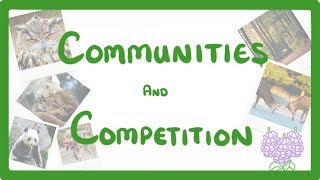 GCSE Biology  Interdependence  Community and Competition 84 [upl. by Hudnut432]