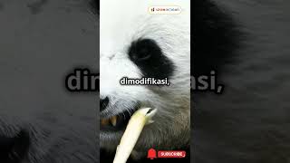 Fakta Panda yang Bikin Kamu Gemas🐼😍 panda animals hewan faktaunik fakta explore informatif [upl. by Reinhold]