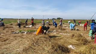 Boma Rhodes seeds harvesting 0700007552 CENCHRUS CILIARIS SEEDS MASAI LOVE GRASS AFRICA FOXTAIL [upl. by Goulder435]