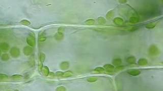 オオカナダモの原形質流動  protoplasmic streaming of Egeria densa [upl. by Pizor]