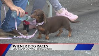 2023 Wiener Dog Races [upl. by Atinid]