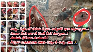 Fowl pox and treatment  ఫౌల్ పాక్స్ మరియు చికిత్స [upl. by Mord]