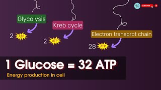 ATP ⚡production in cellular respiration  1glucose  3236 ATP molecules [upl. by Tennes]