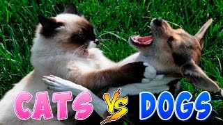 Funny Cats And Dogs Part 2  Funny Cats vs Dogs  Funny Animals Compilation [upl. by Rianon380]