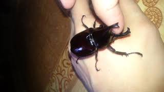 Rhinoceros Beetle Sound [upl. by August]