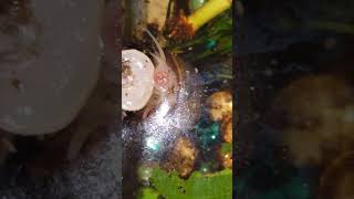 PET SNAIL HAS TEETH Flashback to our trapdoor snail Petty We discovered he had TEETH WTF [upl. by Ecitnerp112]