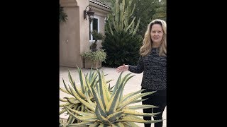 Jeanne Meadows Succulent Garden Tips amp Tour Part One [upl. by Adhern]