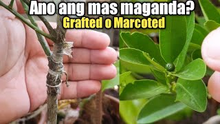 ANO ANG PINAGKAIBA NG MARCOTED AT GRAFTED NA KALAMANSI [upl. by Elli274]