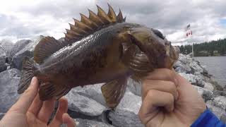 fishing for rockfish from sidney bc [upl. by Sanger]