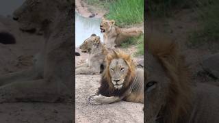 ● A beautiful lion family from kruger national park  latest sightings  south africa  bbc earth [upl. by Karlin]