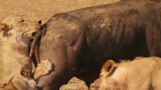 Lions Attempt to Take Down a Bull  The Hunt  BBC Earth [upl. by Aldwin]