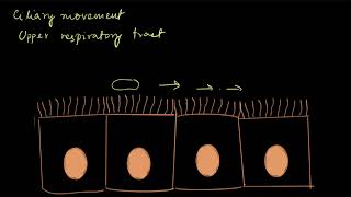 Types of movement  Locomotion and movement  Biology  Khan Academy [upl. by Akerahs384]