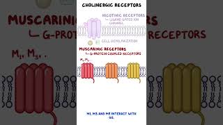 Clinical Cuts Cholinergic crisis [upl. by Hofmann]