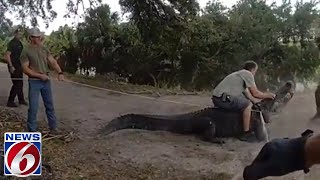 Florida trappers capture huge alligator [upl. by Leontyne]