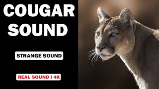 Real Cougar Sounds  High Quality  Strange Cougar Experience  4K [upl. by Budd630]