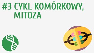 Cykl komórkowy mitoza 3  Genetyka [upl. by Bertilla]