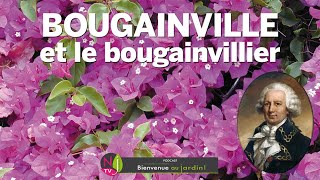 BOUGAINVILLE ET LE BOUGAINVILLIER PLANTE QUI HONORE LE 1ER FRANÇAIS À AVOIR FAIT LE TOUR DU MONDE [upl. by Anwahsit]