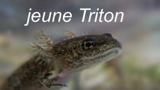 Têtard de triton [upl. by Colver89]