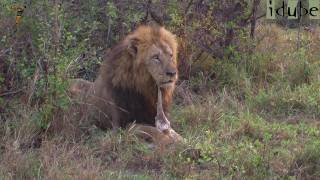 Lion Cubs Try To Roar as Dad Finishes Breakfast [upl. by Kcirdet]