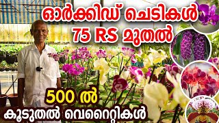 ഓർക്കിഡ് ചെടികൾ 75 RS മുതൽ  Matured And Seedlings Available  ORCHID COMPLETE CARE [upl. by Ailina]