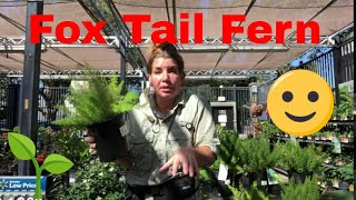 How to Care For Your Invasive Asparagus Fern Fox Tail Fern [upl. by Ennair]