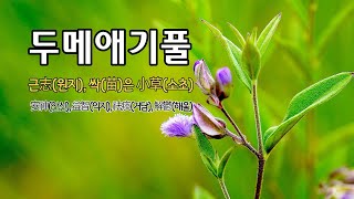 두메애기풀 야생화의신비 134편  근根은 遠志원지 싹苗은 小草소초 약효로는 安神안신 益智익지 祛痰거담 解鬱해울의 효능 [upl. by Nyrrek868]