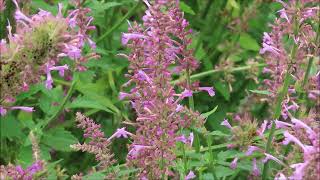 Two Agastache  Rose Mint and Blue Fortune  Pol CEGNatives [upl. by Ytsud970]