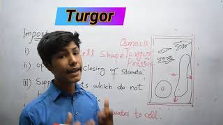 Turgor  Turgidity In Plants  Structure and function of cell [upl. by Nwahsyd]