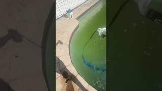 ASMR Pool Cleaning Relaxing Sounds and Perfect Results asmr poolcleaner short [upl. by Ifok]