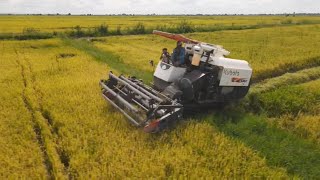 Best Combine Harvester Unloading To Harvest Rice  Kubota combine harvester DC 105 Techniques Works [upl. by Reiners727]