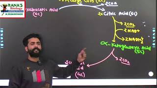 NEET  CLASS 11  RESPIRATION IN PLANTS  KREB CYCLE  CITRIC ACID CYCLE  TRICARBOXYLIC ACID CYCLE [upl. by Currier43]