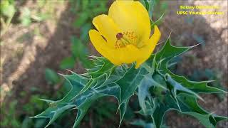 Argemone mexicana Habit Poisonous parts Botanical Characters Medicinal Uses Maxican Poppy [upl. by Krawczyk]