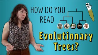 How do you read Evolutionary Trees [upl. by Hardin]