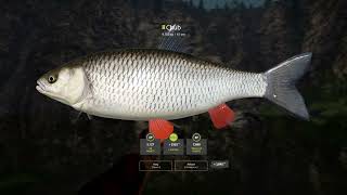 RF4  Belaya River Trophy  Chub 4292024 [upl. by Eulalee880]