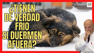 ¿LOS PERROS TIENEN FRÍO SI DUERMEN AFUERA ☃️ PASAN FRÍO EN INVIERNO [upl. by Erbma]