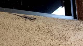 Slo Mo Wall Walking Lizard [upl. by Kare520]