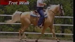 Gaits of the Missouri Fox Trotting Horse [upl. by Synn538]