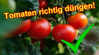 Tomaten richtig düngen  Tomatenpflanzen wann wie oft amp womit düngen Anleitung [upl. by Notfa]